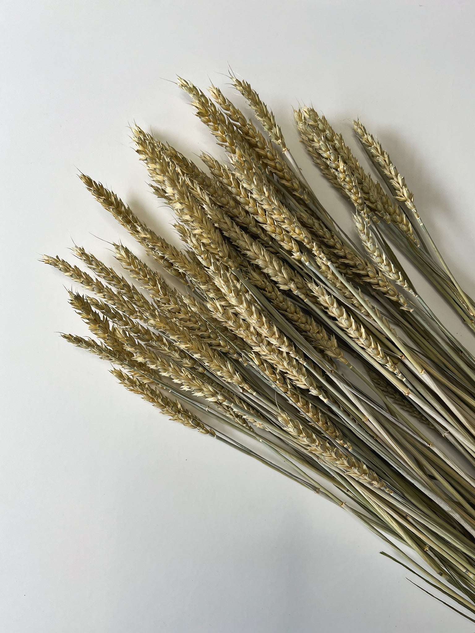 Dried Wheat